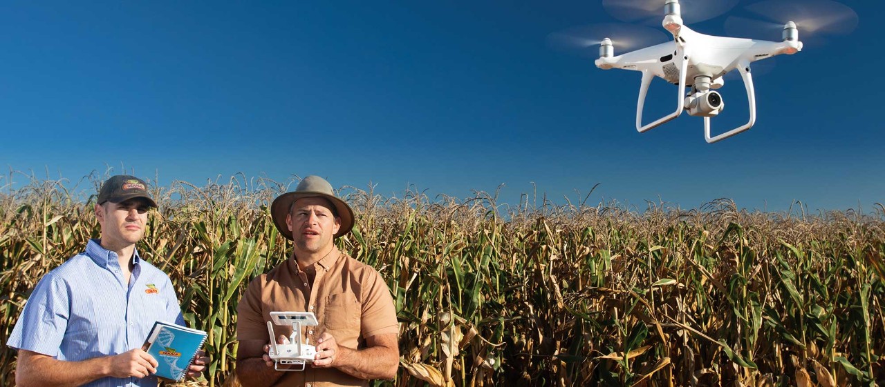  dekalb corn