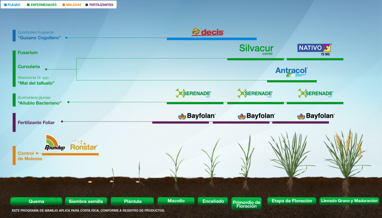 Fenología Arroz