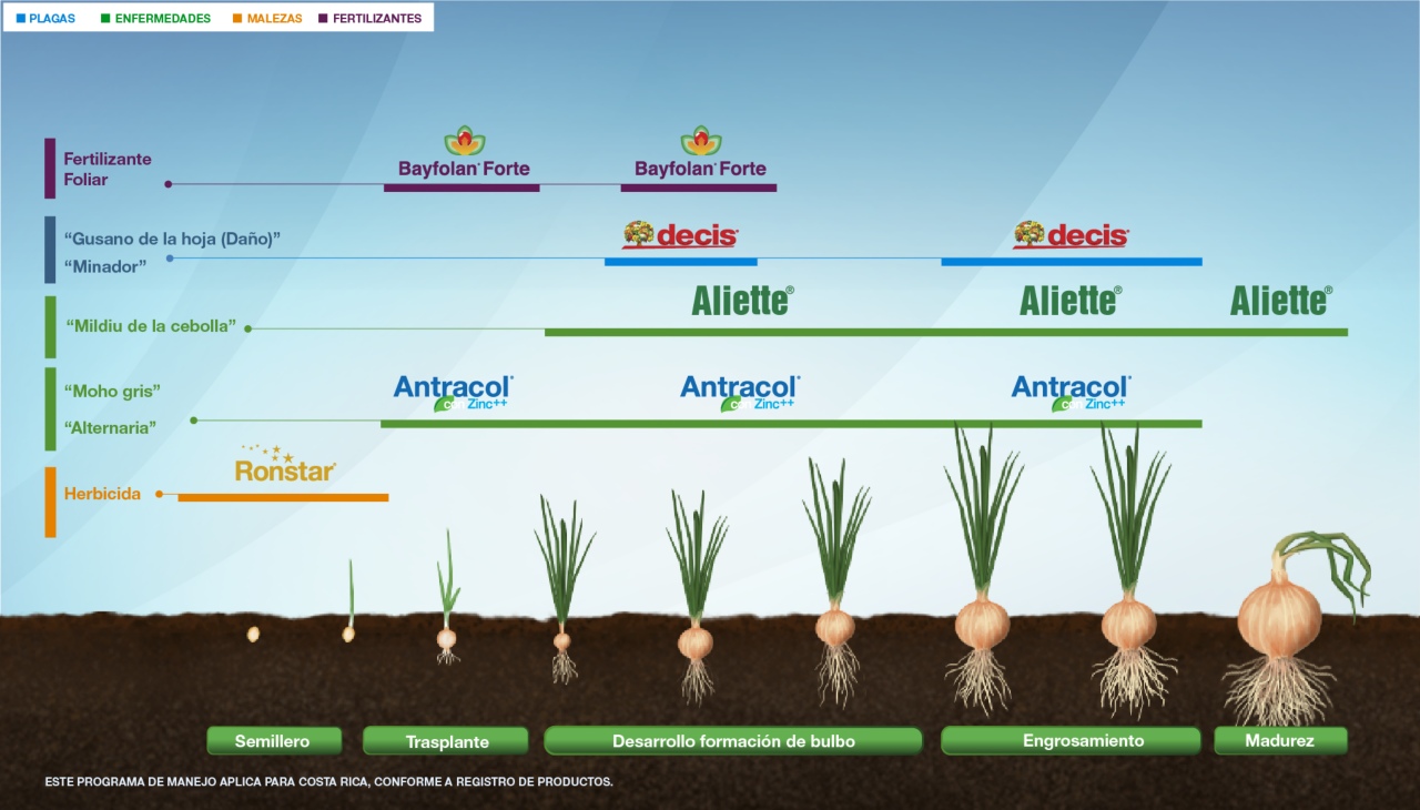 Fenología Arroz