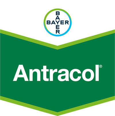 Antracol® WP 70
